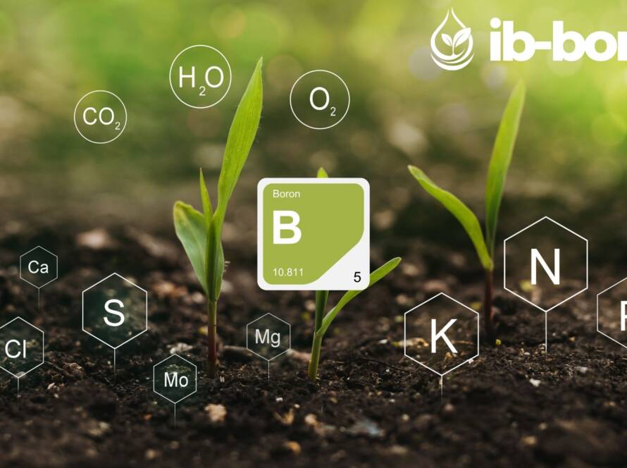 ib-bor-grafik