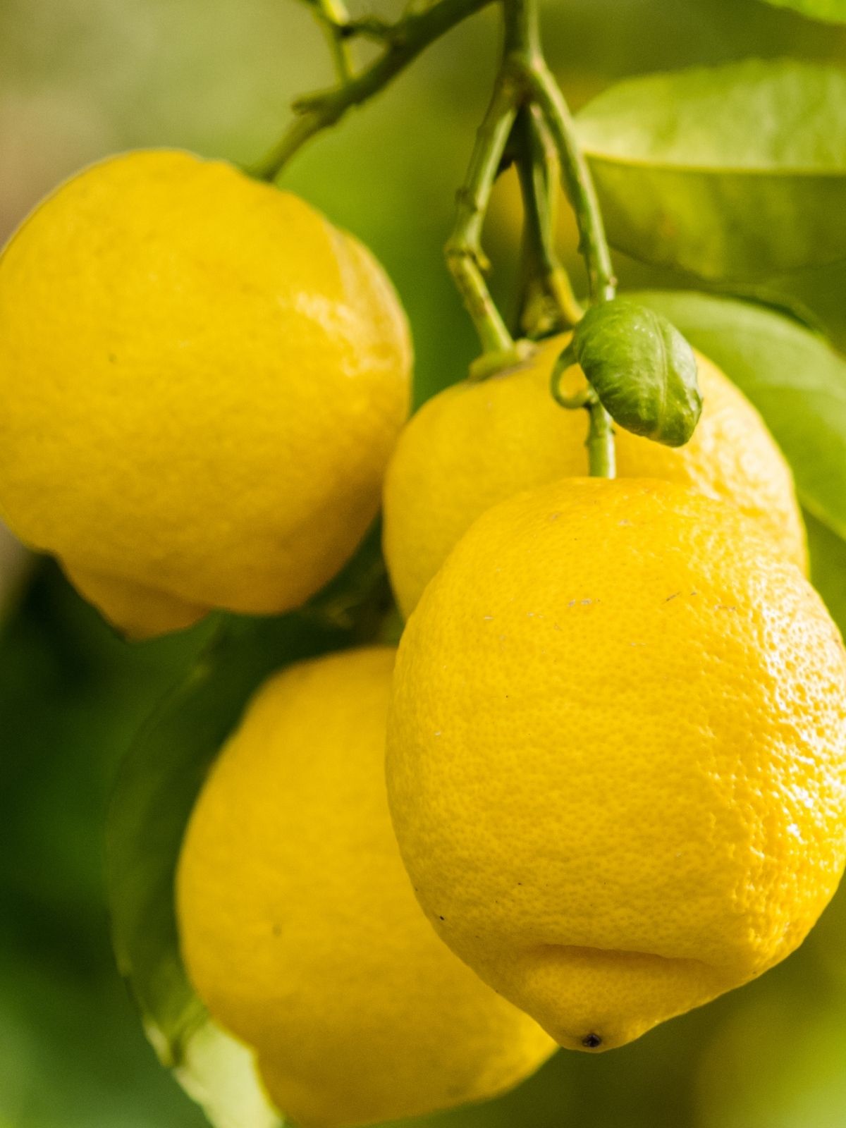 ib-bor-limon