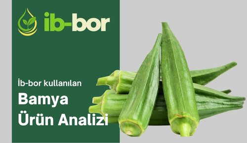 ib-bor kullanılan bamya ürünün hasat analizi