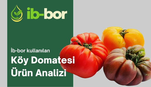 ib-bor kullanılan köy domatesi ürünün hasat analizi