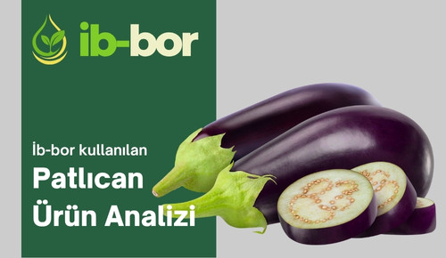 İb-bor kullanılan patlıcanürünün hasat analizi