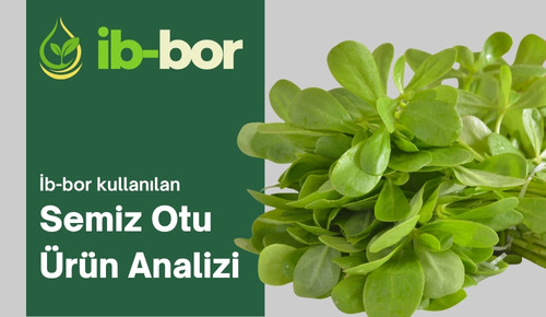 İb-bor kullanılan semizotu ürünün hasat analizi