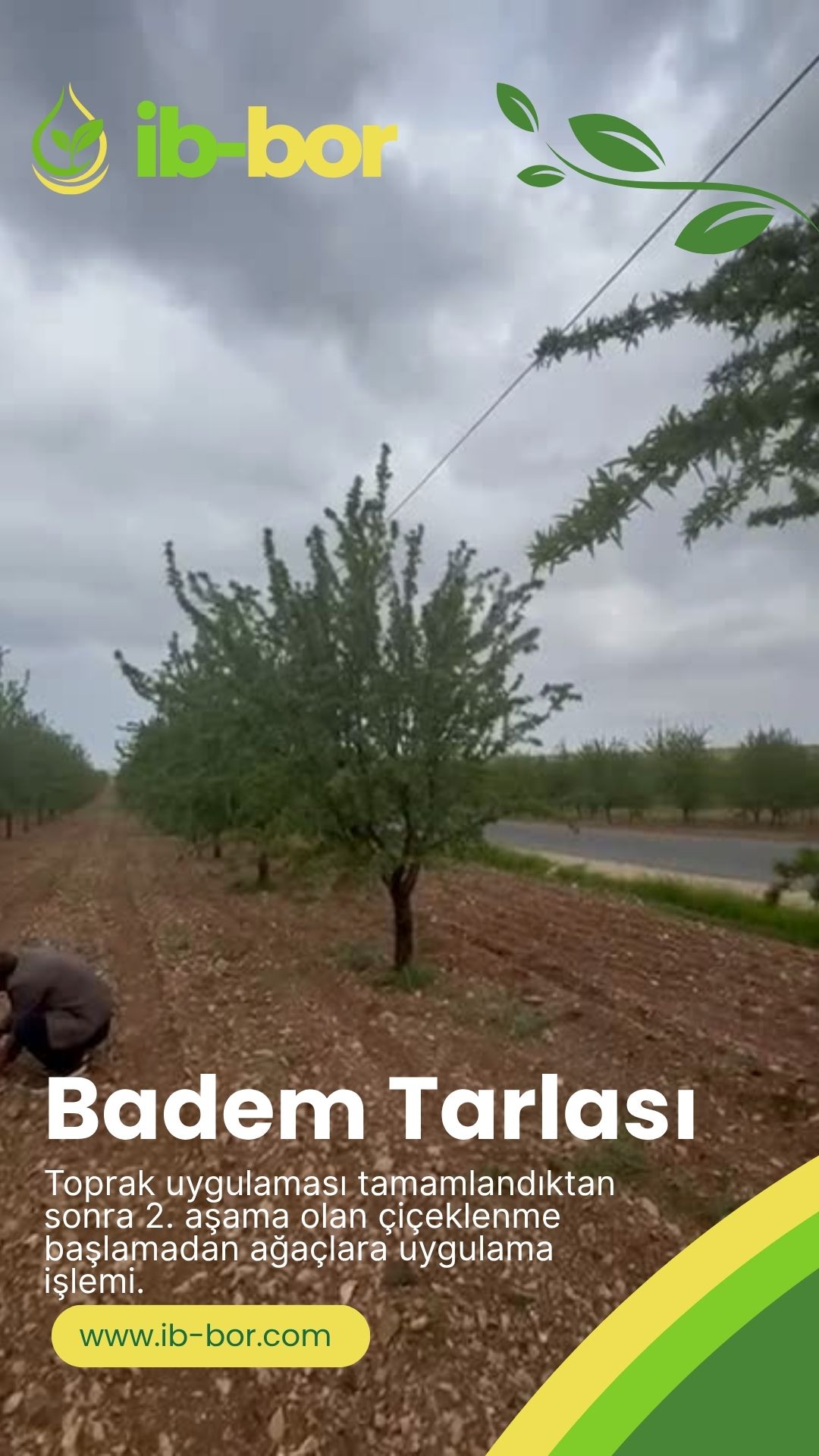 ib-bor Badem Tarlası