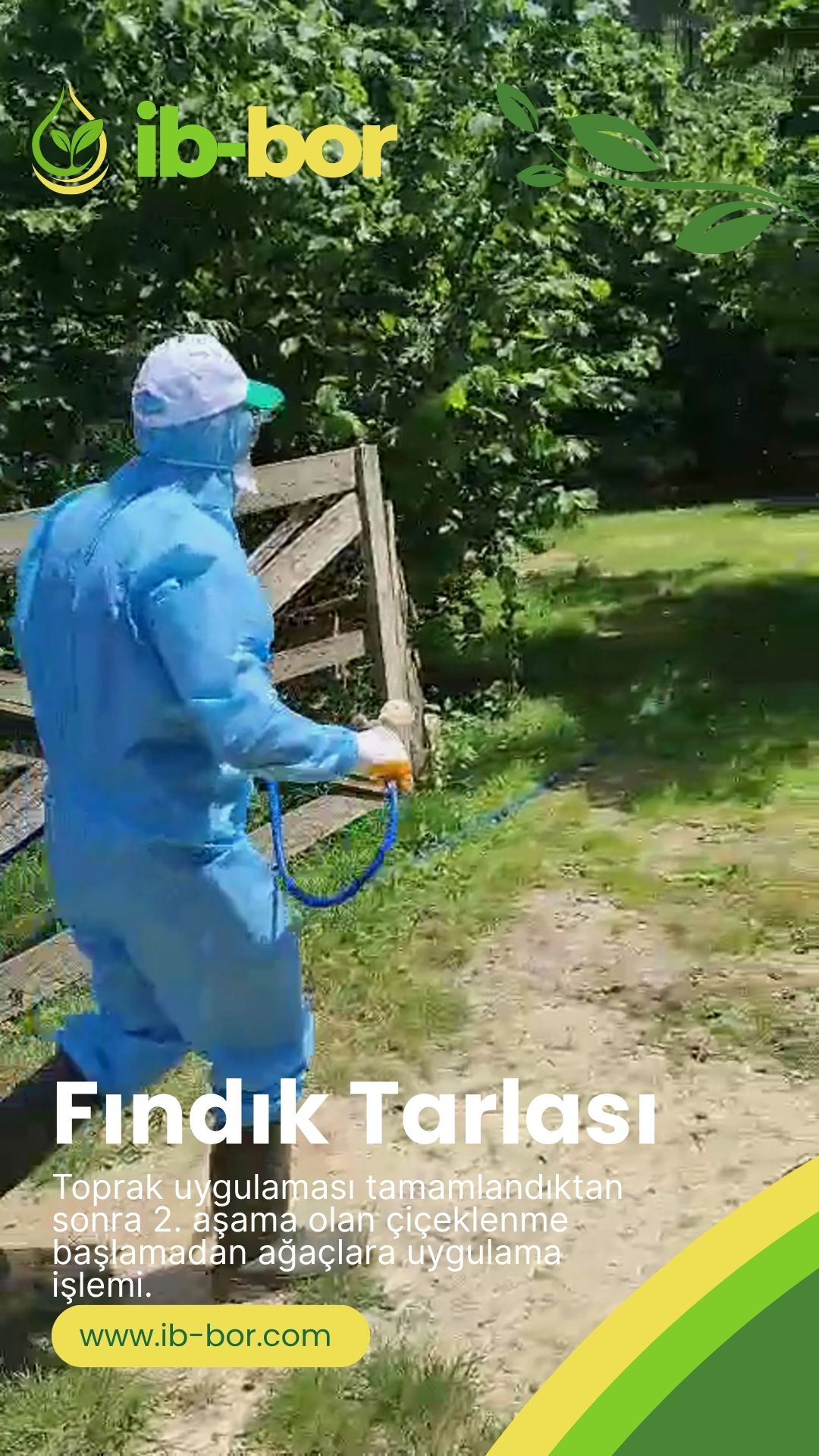 ib-bor Fındık Tarlası
