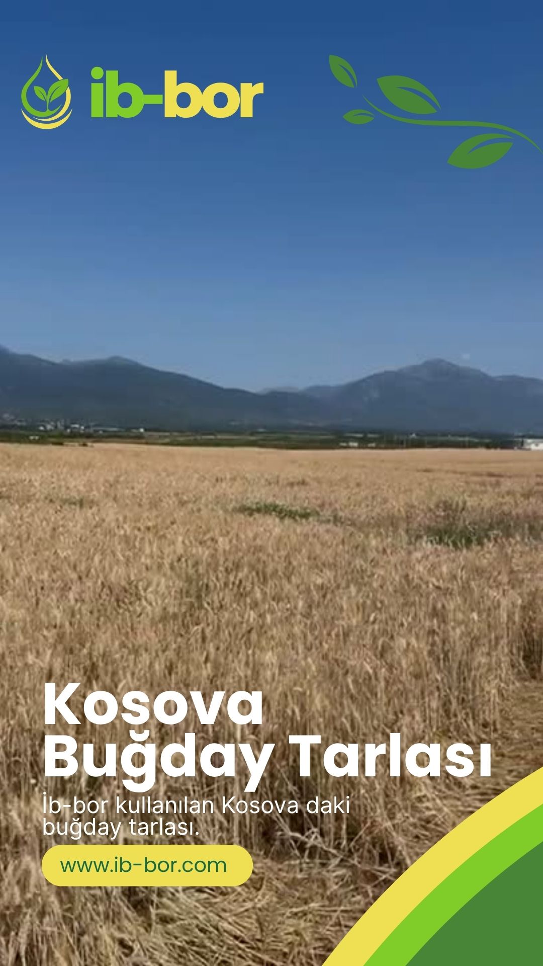 ib-bor Kosova Buğday Tarlası
