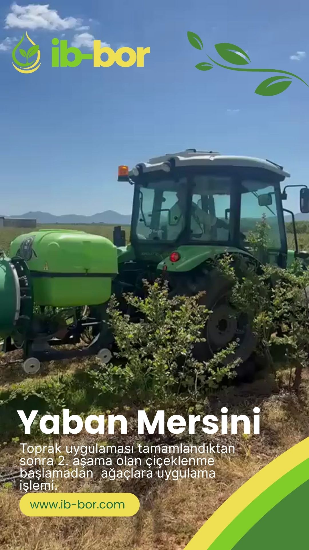 ib-bor Yaban Mersini